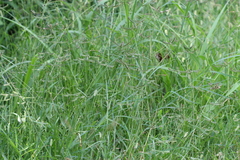 Dactyloctenium aegyptium